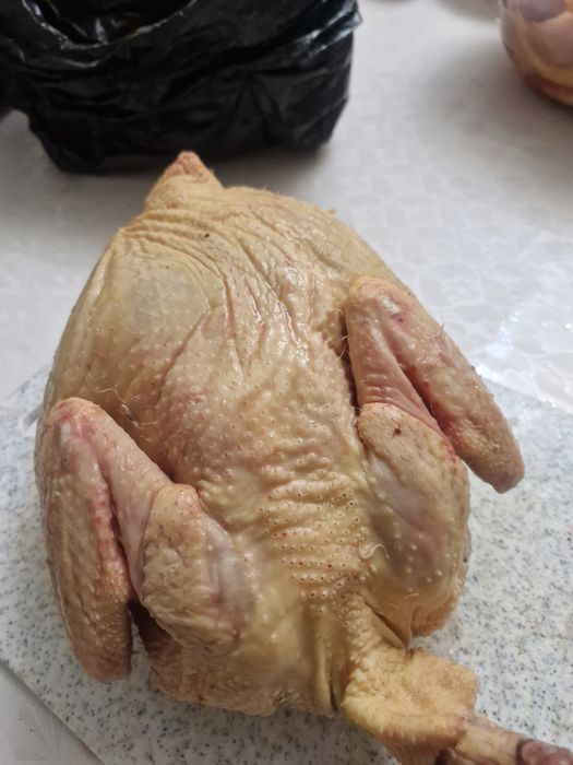 Куры домашние, бройлер