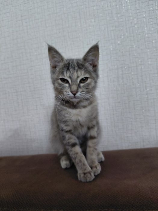 4 месячная кошка