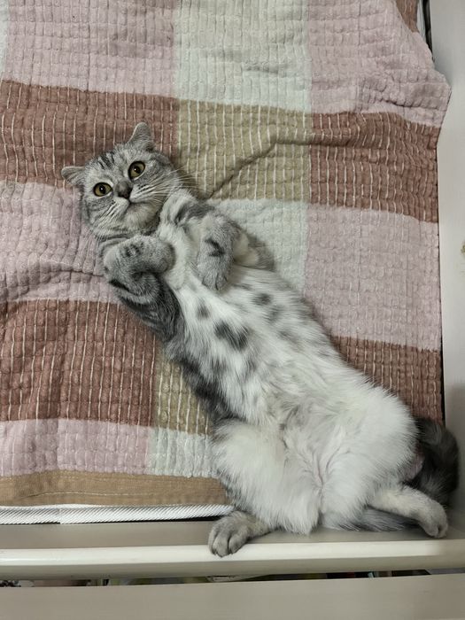 Отдаем вислоухую кошку в добрые руки