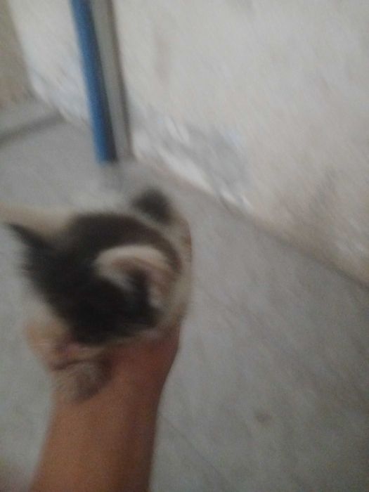 Отдам котёнка в надёжные руки