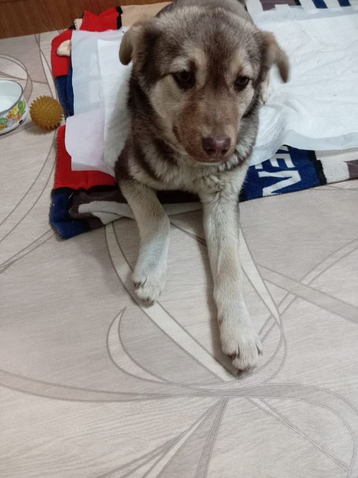 Отдам в добрые руки