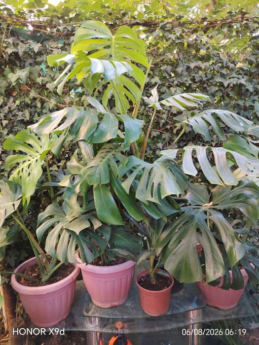 Монстера деликатесная (Monstera deliciosa)