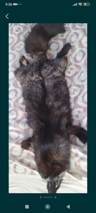 Писец натуральный