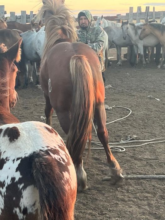 Айгыр полутяж 4 года