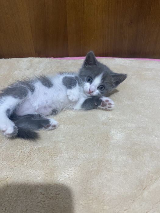 Красивые котята