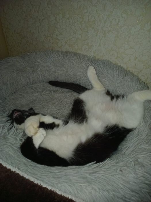 Отдам бесплатно кошечек