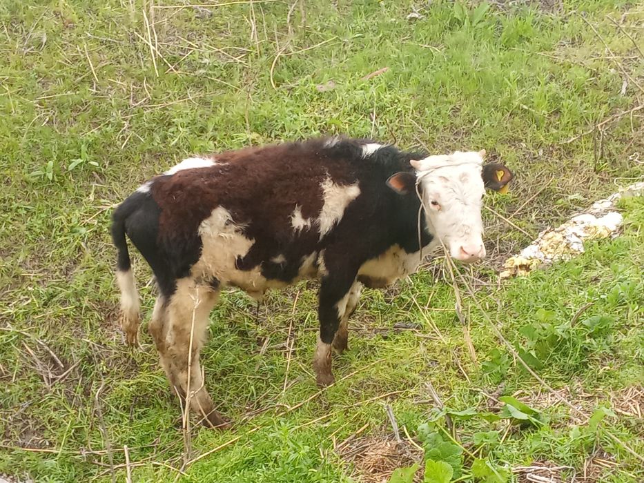 Бычок продается .