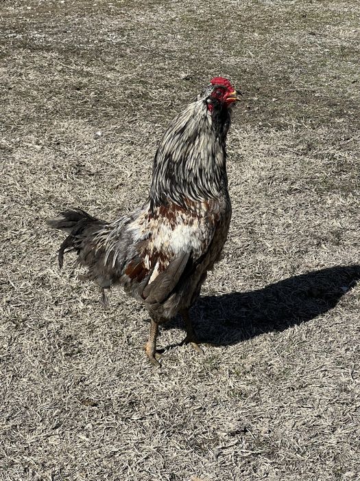 Петушок породы амераукана