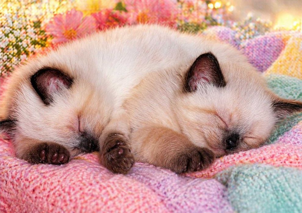 Сиамские котята, 2 месячные