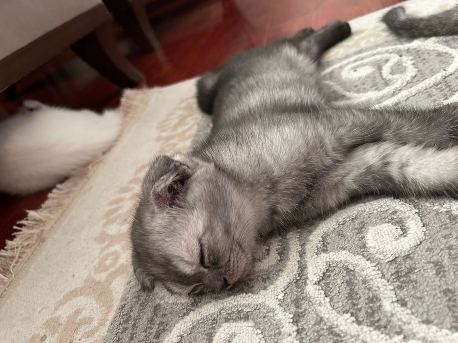 Котята шотландский вислоухие