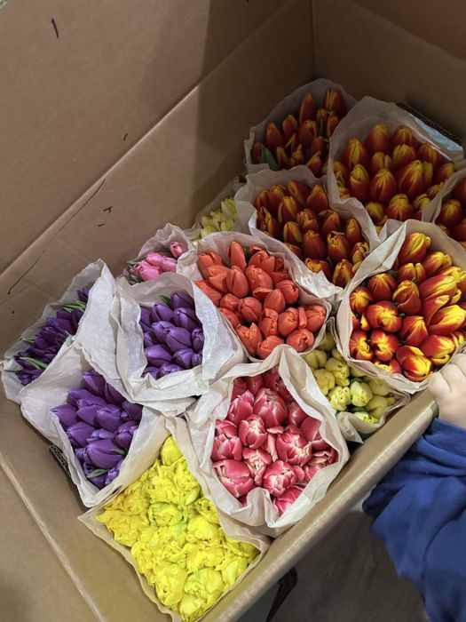 Премиальные белорусские тюльпаны