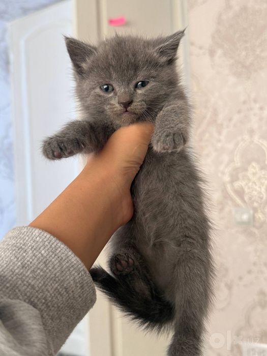 British shorthair mushuk 3 ta dona