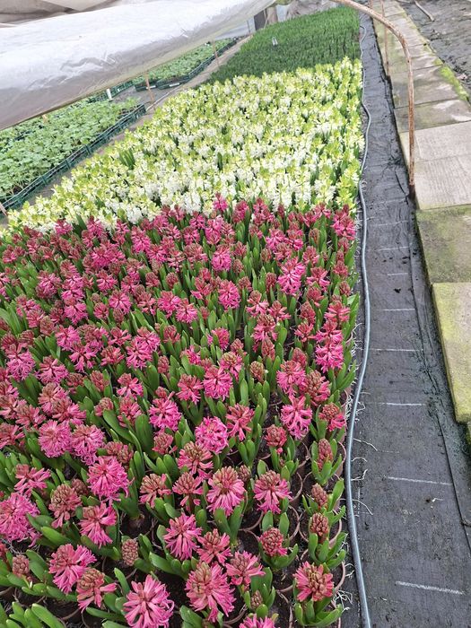 Zambile ,cyclamen și primule