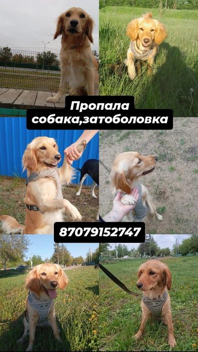 Пропала собака , затоболовка