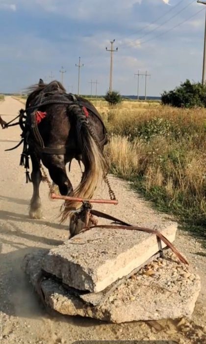 Iapă grea gestanta in 8luni