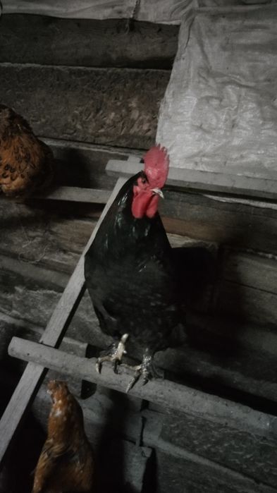 Продам петуха . молодой