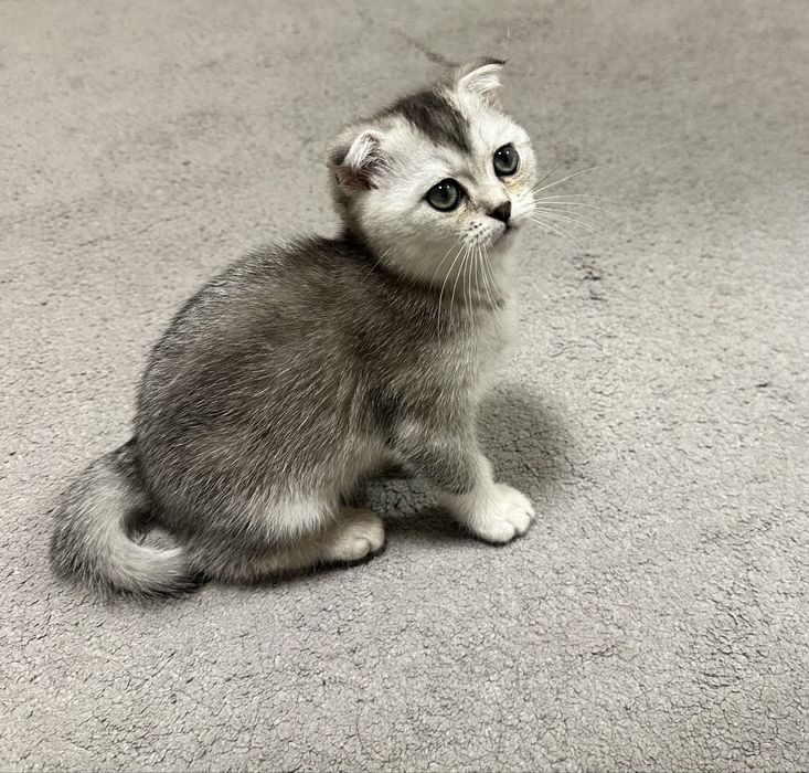 Продается британский котенок окрас шиншилла