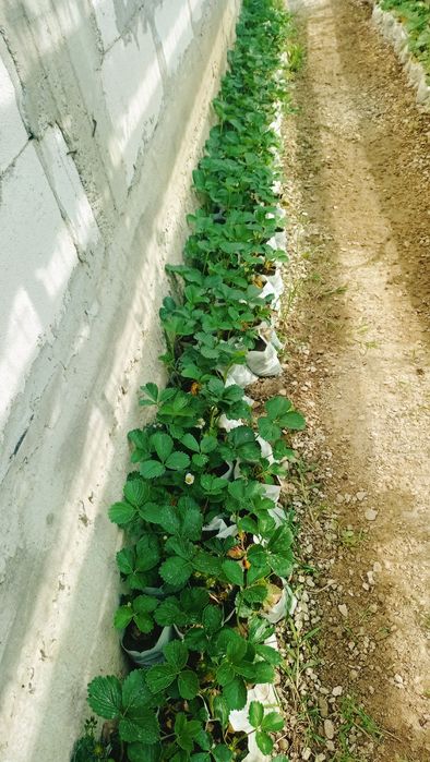 Căpșuni Albion Carrillo Joly