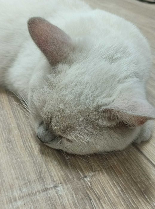 Продам британскую кошечку