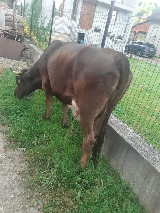 Vând vaca fătată recent