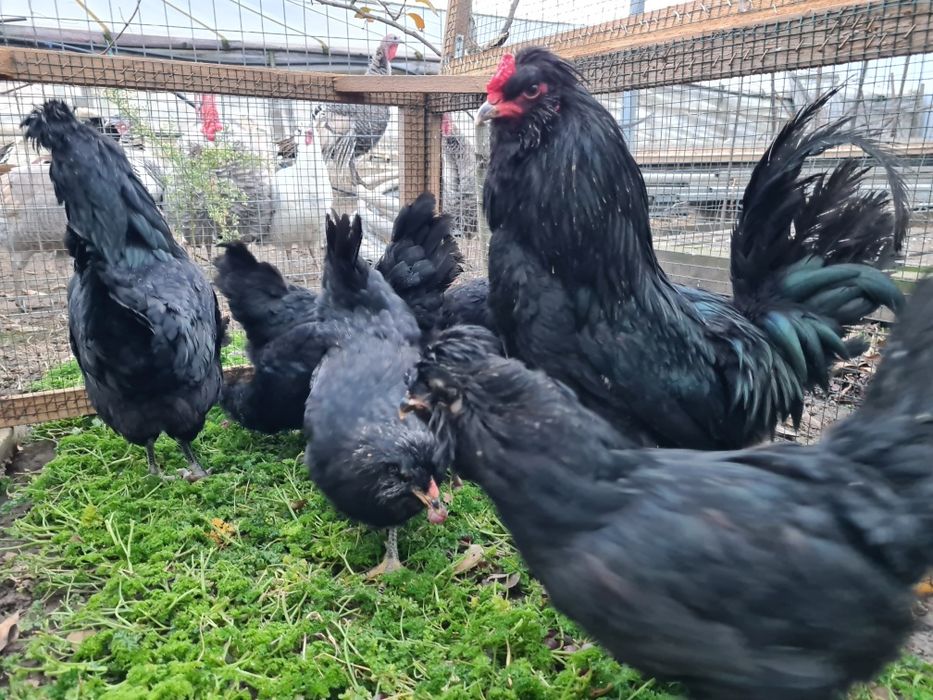 Oua incubație araucana britanica