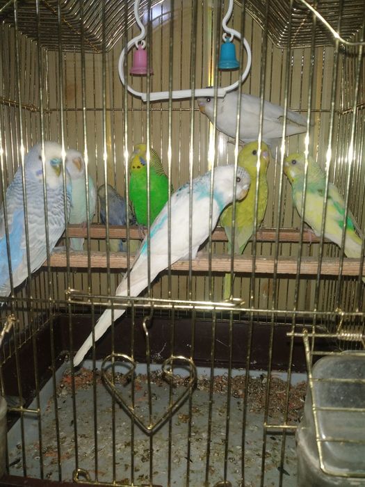 Попугайла сотилади