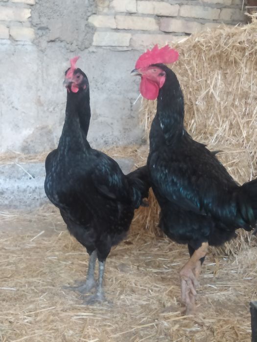 Toza shalpang para sotiladi