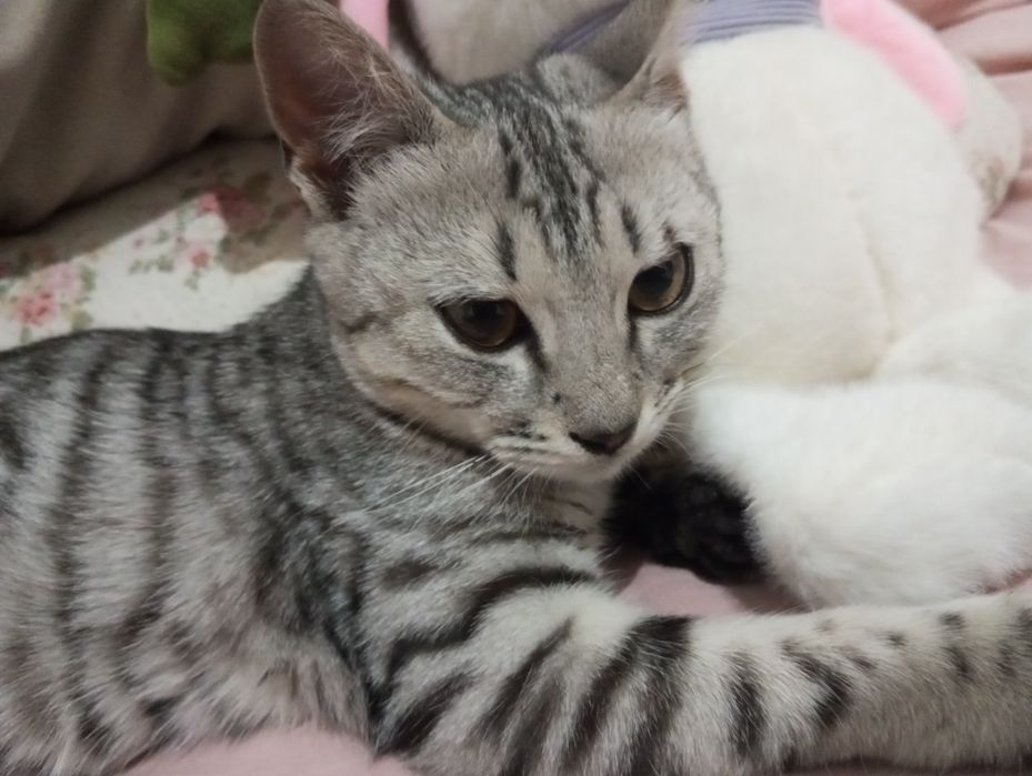 Отдам котенка в добрые руки