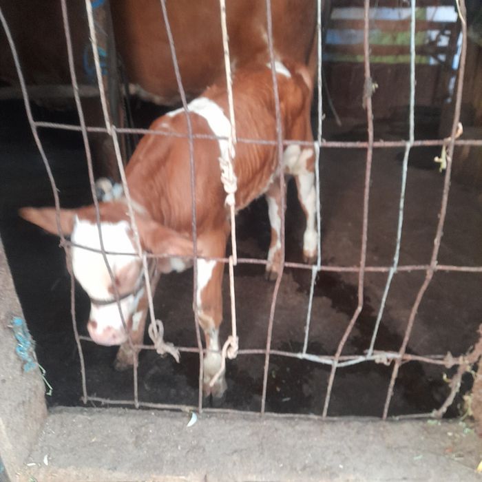 Vand doi tauri unul de un an si 8 luni si unul de doua luni