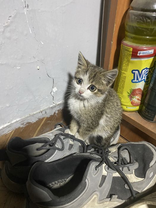 Отдам котёнка в хорошие руки