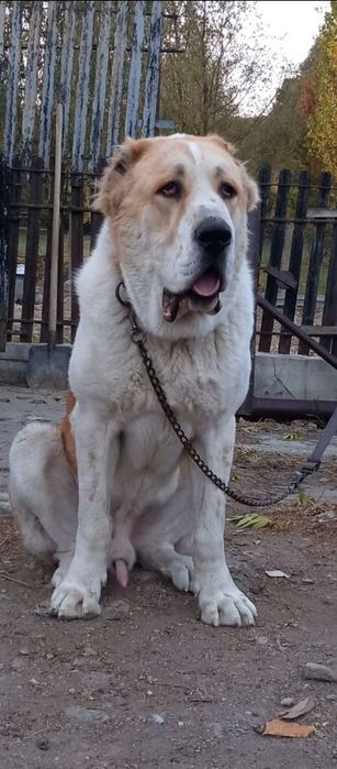 Vând câine Ciobănesc Asia Centrală