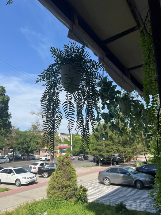 Sun'iy gullar va daraxtlar. Osma gullar. Prokat