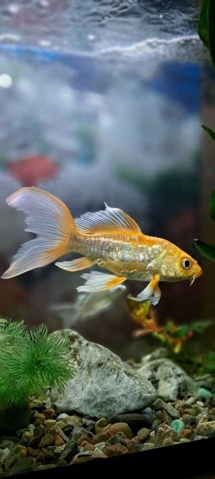 Platinaviy Kapalak Koy (Platinum Butterfly Koi)