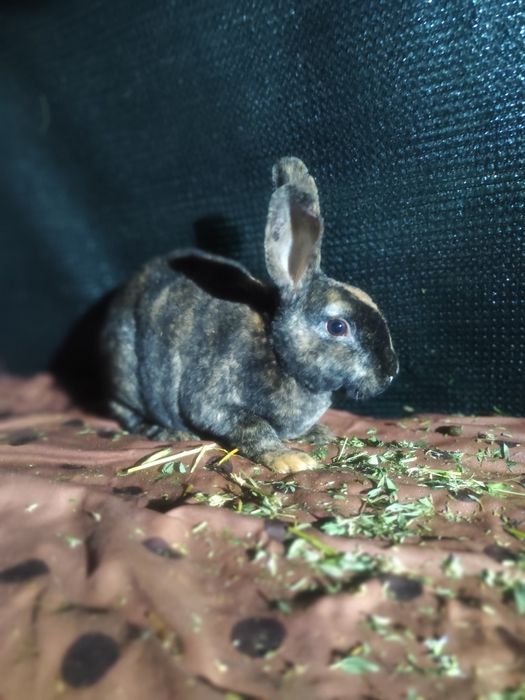 Vând iepuri cap de leu și Rex pitic sau schimb cu alți iepuri lucernă