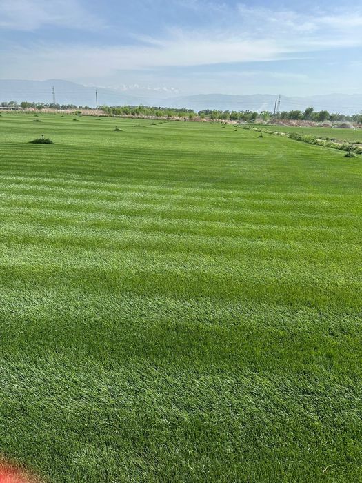 Рулонный готовый газон.