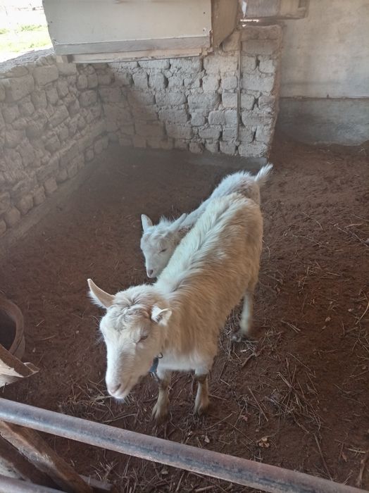 150000.. ешкииилер