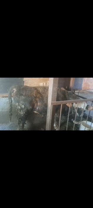 Продам бычка 9 месяцев