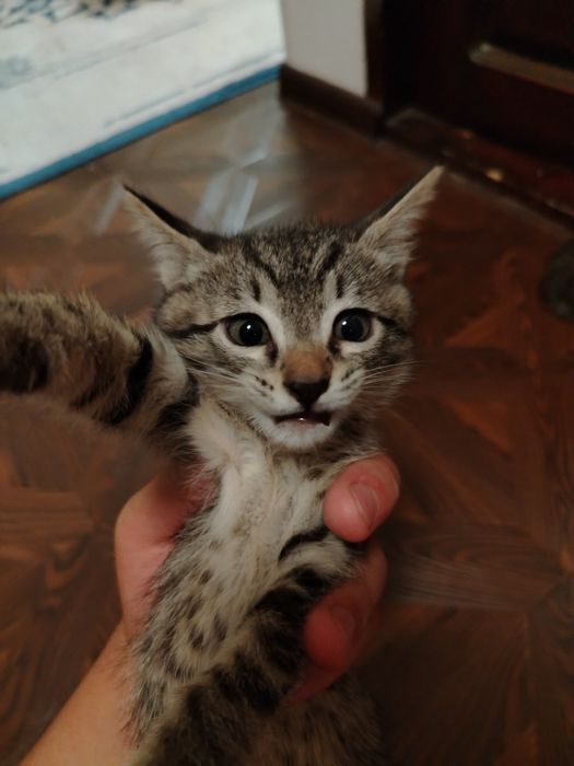 Отдам котят в добрые руки