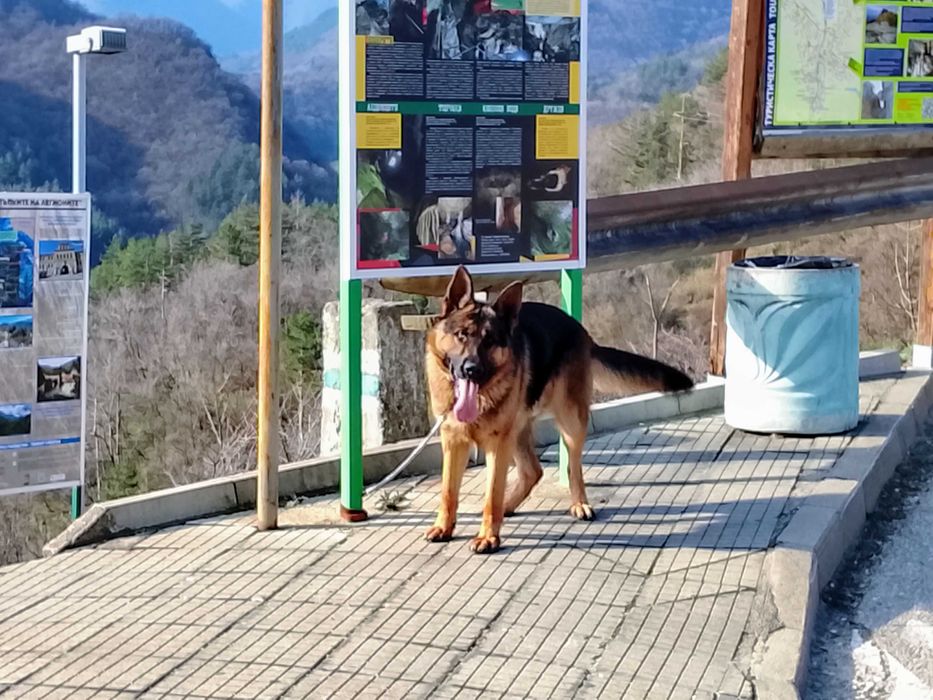 Немска Овчарка много едър представител мъжка