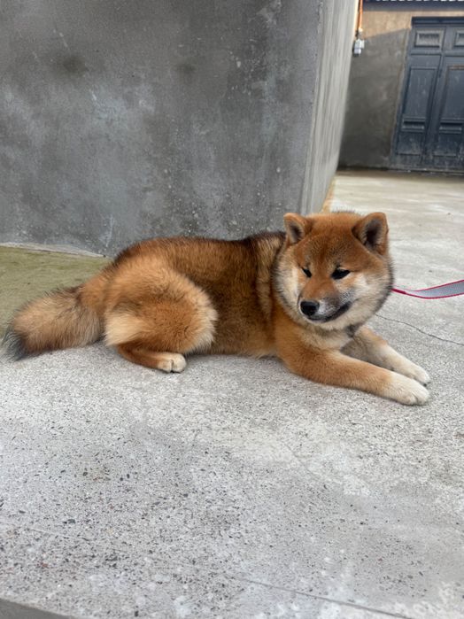 Продаются высоко породные щенки Сиба Ину.