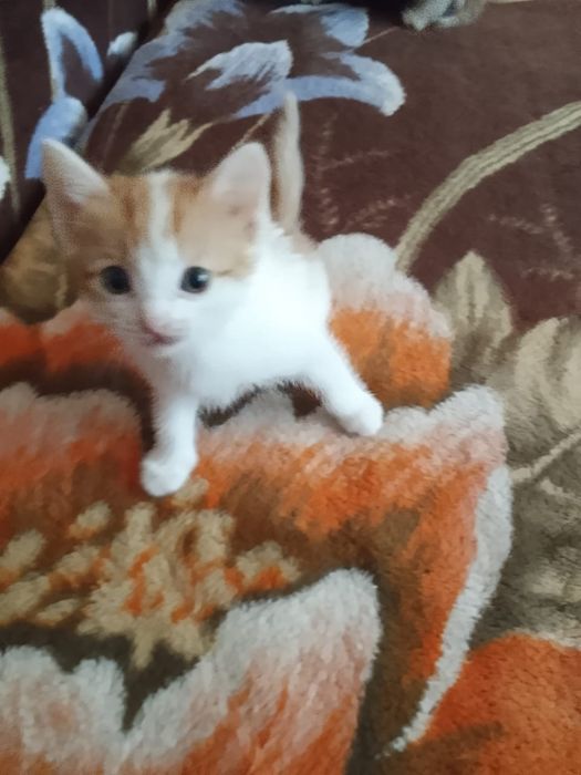 Котята 4 мальчика , 1 девочка .