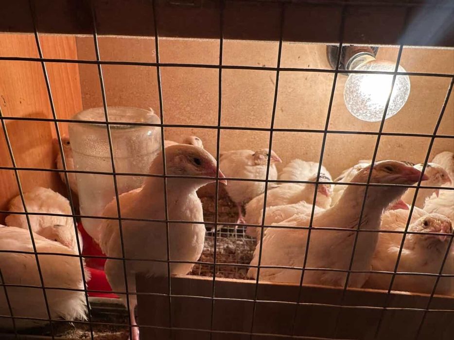 Beliy gegant bedana jojalari sotiladi