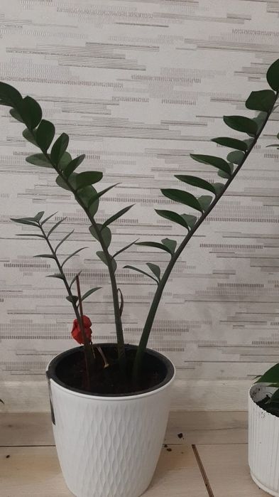 Комнатные декоративные цветы