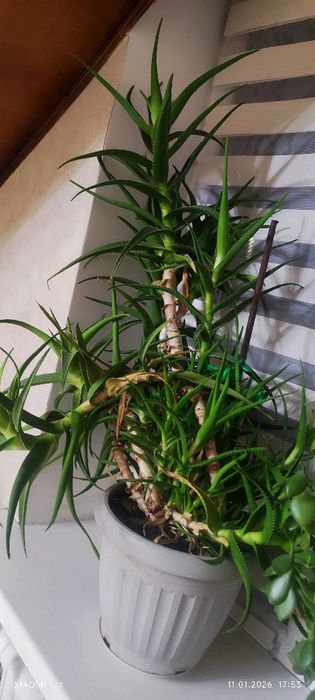 Алоэ вера лечебные