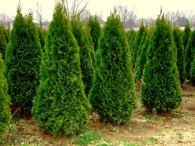 Туя Смарагд в саксия-30-35см (акция)