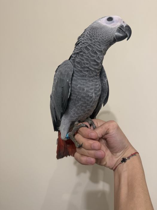 Ръчно хранен папагал Жако