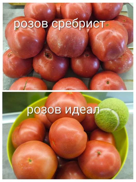 Семена от стари селски нехибридни сортове домати,краставици и други