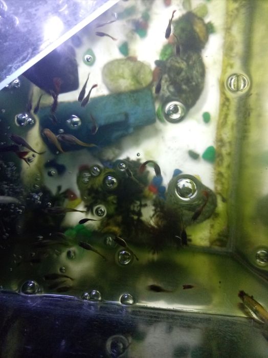 Продам рыбок гуппи