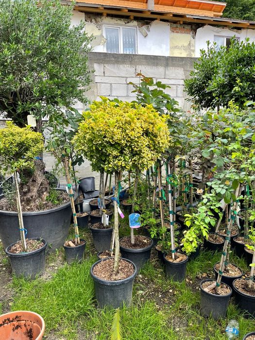 Vindem diferite specii de plante ornamentale