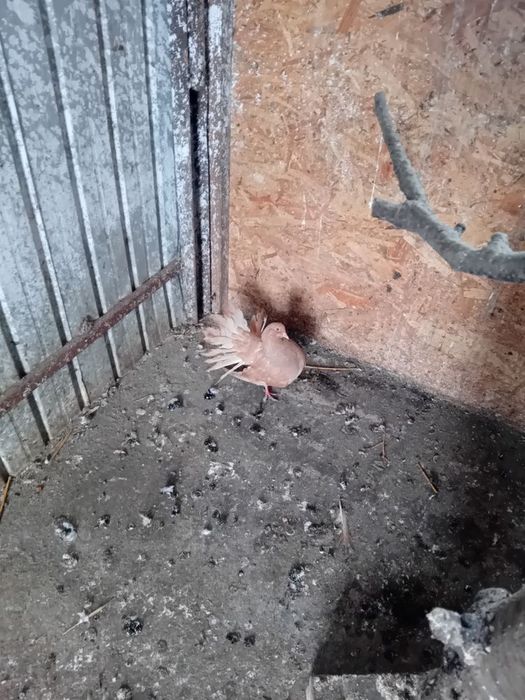 De vânzare porumbei curcani